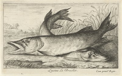 Två gäddor på en flodstrand Lucius. Le Brochet. (titel på objekt) Fiskar och andra havsdjur - första serien i sötvatten (serietitel) Diverse Especes de Poissons d