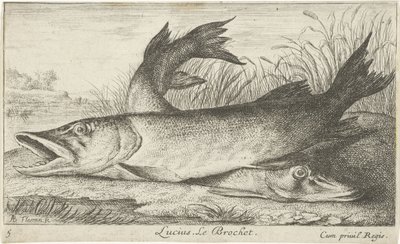 Två gäddor på en flodstrand Lucius. Le Brochet. (titel på objekt) Fiskar och andra havsdjur - första serien i sötvatten (serietitel) Diverse Especes de Poissons d