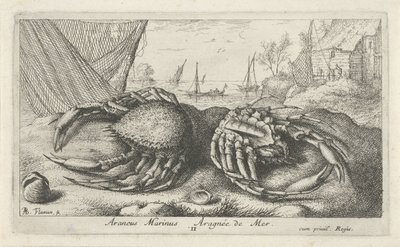 Två spindelkrabbor nära ett fiskenät Araneus Marinus Aragnée de Mer (titel på objekt) Fiskar och andra havsdjur - saltvattens andra serie (serietitel) Poissons de mer (serietitel) av Albert Flamen