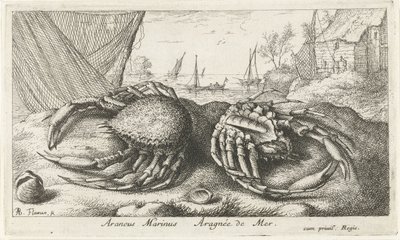 Två spindelkrabbor nära ett fiskenät Araneus Marinus Aragnée de Mer (titel på objekt) Fiskar och andra havsdjur - saltvattens andra serie (serietitel) Poissons de mer (serietitel) av Albert Flamen