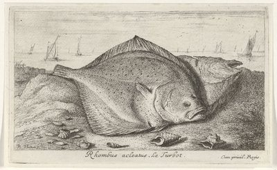 Två piggvar på stranden Rhombus acleatus. Le Piggvar. (titel på objekt) Fiskar och andra havsdjur - saltvatten tredje serie (serietitel) Poissons de mer (serietitel) av Albert Flamen