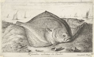Två piggvar på stranden Rhombus acleatus. Le Piggvar. (titel på objekt) Fiskar och andra havsdjur - saltvatten tredje serie (serietitel) Poissons de mer (serietitel) av Albert Flamen