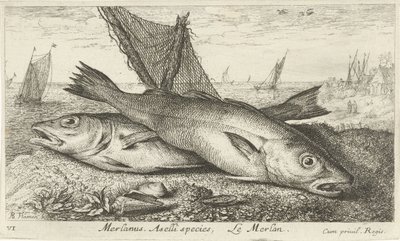 Två vitlingar på stranden Merlanus. Aselli art, Le merlan. (titel på objekt) Fiskar och andra havsdjur - saltvatten första serie (serietitel) Diverses Especes de Poissons de mer (serietitel) av Albert Flamen