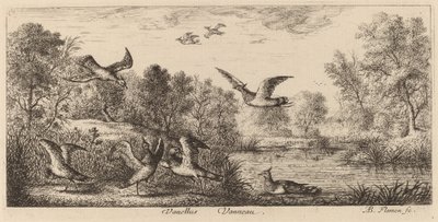 Vanellus, Vipan av Albert Flamen