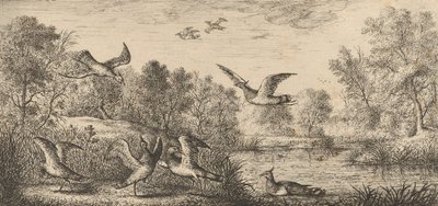 Vanellus, Vanneau The Lapwing: Livre d