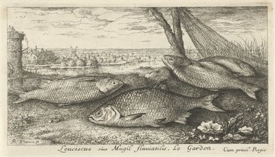 Fyra mört i ett fiskenät Leuciscus siue Mugil fluuiatilus. Le Gardon. (titel på objekt) Fiskar och andra havsdjur - första serien i sötvatten (serietitel) Diverse Especes de Poissons d
