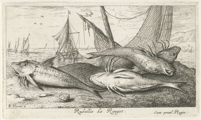 Fyra röda multar på stranden Rubellio Le Rouget. (titel på objekt) Fiskar och andra havsdjur - saltvattens andra serie (serietitel) Poissons de mer (serietitel) av Albert Flamen