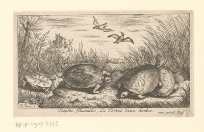 Fyra sötvattensköldpaddor mellan gräs och vass Testudo fluviatilis, La Tortuë d