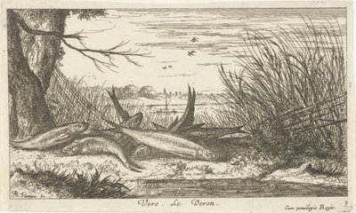 Kackerlackor på en flodstrand vero. Le Veron. (titel på objekt) Fiskar och andra havsdjur - sötvattens andra serie (serietitel) Seconde partie de Poissons d
