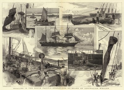 Valfångst i södra Stilla havet, operationer ombord på en australisk valfångare av Albert Henry Fullwood