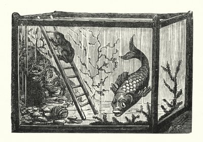 Fisk och groda i ett akvarium (gravyr) av Albert Robida