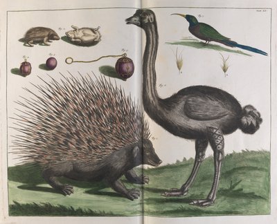 Malacca igelkott, Erinaceus malaccensis och struts, Struthio carmelis av Albertus Seba