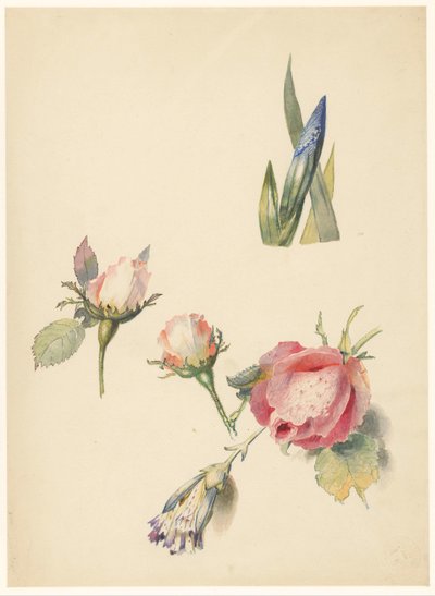 Studieblad med tre rosor och en iris av Albertus Steenbergen