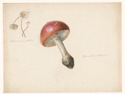 Studieblad med svamp, Amanita Rubescens och Marasmius Rotula av Albertus Steenbergen