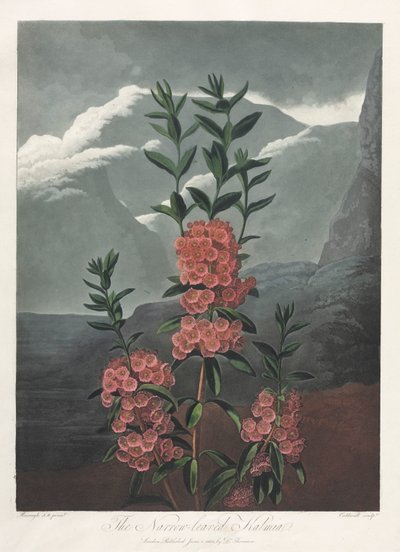Florans tempel, eller naturens trädgård: Det smalbladiga Kalmia av Albrecht Altdorfer