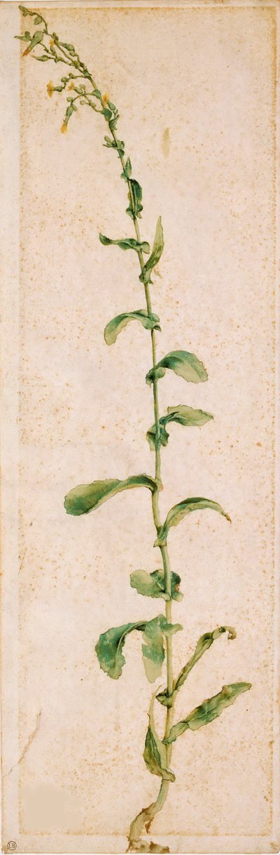En tobaksväxt, första kvartalet av 1500-talet.. av Albrecht Dürer