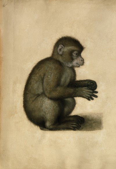 Apa / akvarell, tillskriven A.Dürer. av Albrecht Dürer