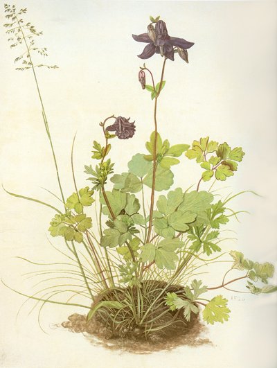 Albrecht D Columbine av Albrecht Dürer