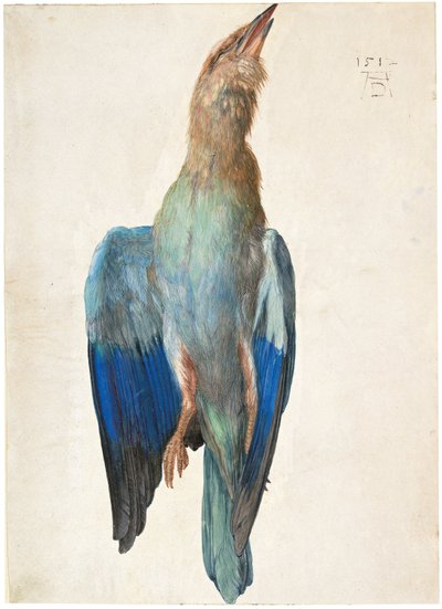 Österrikisk tyska: Tote Blauracke Dead Bluebird av Albrecht Dürer