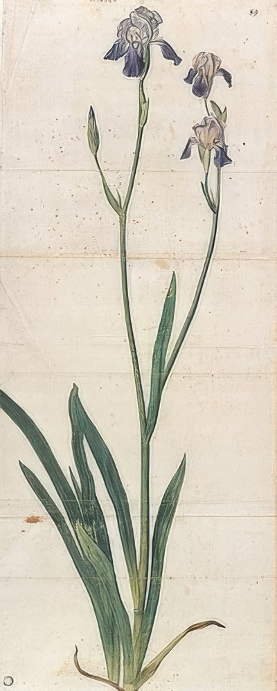 Blåblommande iris - Iris Germanica (Iris Trojana?). Omkring 1503 av Albrecht Dürer