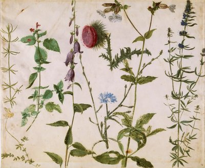 Åtta studier av vilda blommor, ca 1515-1520. av Albrecht Dürer