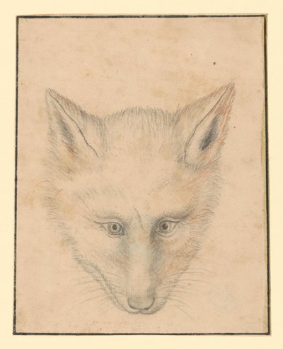 Rävhuvud, sett framifrån av Albrecht Dürer