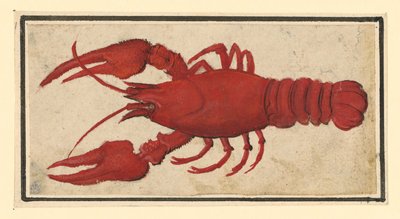 Kokt kräfta, vänd åt vänster av Albrecht Dürer