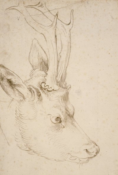 Chef för en råbock av Albrecht Dürer