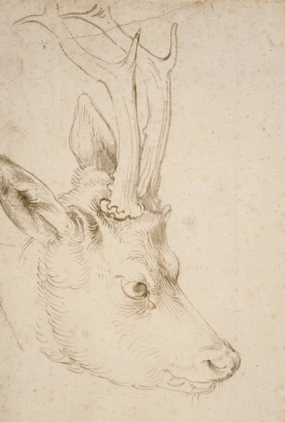 Chef för en råbock, 1503 av Albrecht Dürer