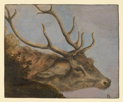 Hjorthuvud av Albrecht Dürer