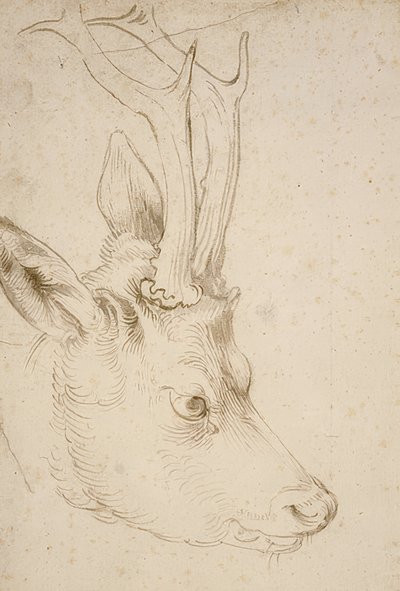Huvud av en råbock. Omkring 1503 av Albrecht Dürer