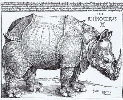 Latin:  Rhinocerus Noshörningen av Albrecht Dürer