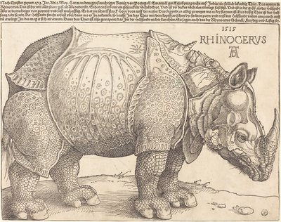 Latin:  Rhinocerus Noshörningen av Albrecht Dürer