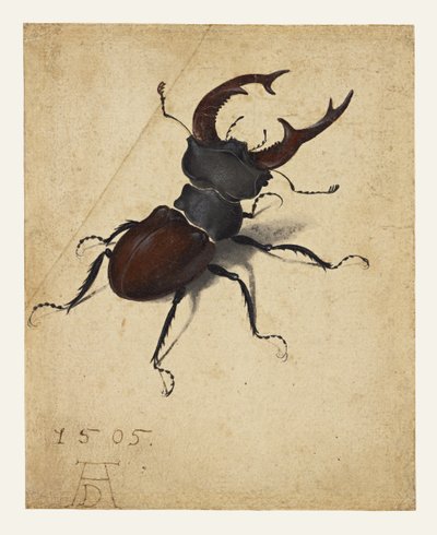 Hjortbagge av Albrecht Dürer