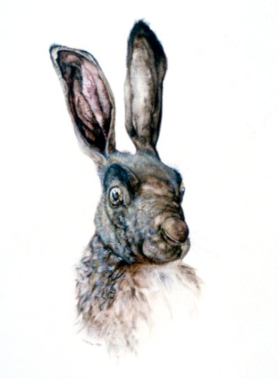 Studie av en hare, 1502 av Albrecht Dürer