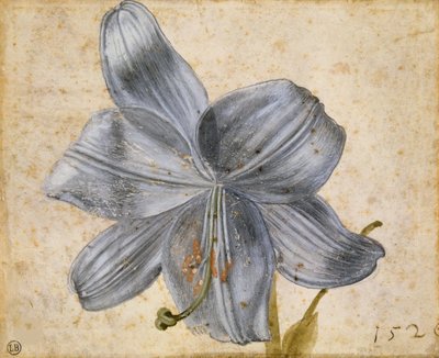 Studie av en lilja, 1526. av Albrecht Dürer