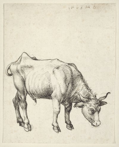 Ung tjur av Albrecht Dürer