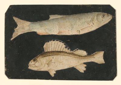  av Albrecht Dürer