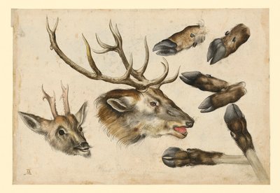Två hjorthuvuden, vända åt höger, och 6 gevärspipor av Albrecht Dürer