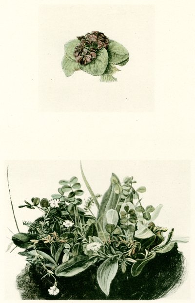 violer av Albrecht Dürer