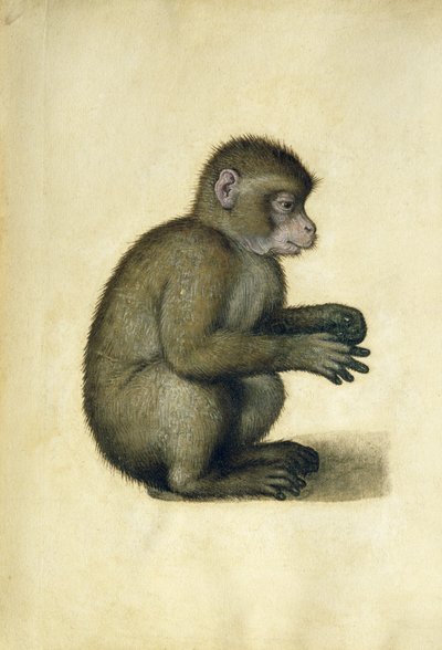 A Monkey (akvarell och gouache på papper) av Albrecht Dürer