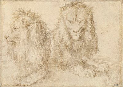Två sittande lejon - Teckning av Albrecht Durer (1471-1528) av Albrecht Dürer