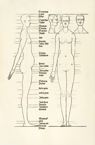 Kvinnligt anatomiskt träsnitt från "Herin förstås fyra böcker av mänsklig proportion" av Albrecht Dürer