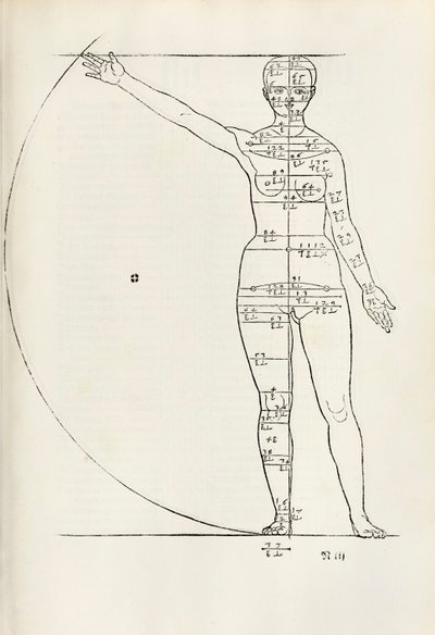 Kvinnligt anatomiskt träsnitt från "Herin förstås fyra böcker av mänsklig proportion" av Albrecht Dürer