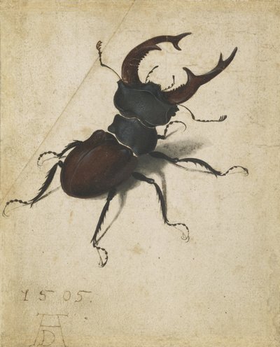 Ekoxe av Albrecht Dürer