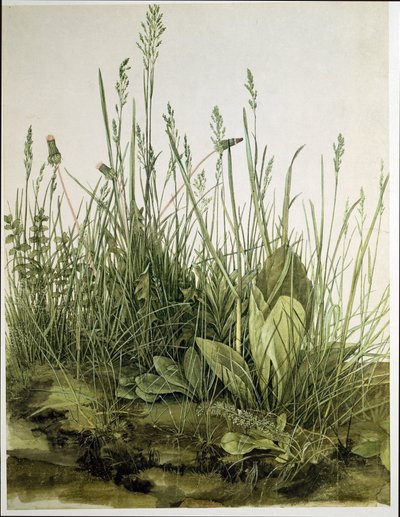 Den stora gräsmattan av Albrecht Dürer or Duerer