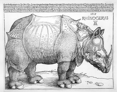 Noshörningen, 1515 av Albrecht Dürer