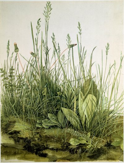 Smutsen med vilda örter Akvarell av Albrecht Durer (1471-1528) 1503 Dim. 41x31,5 cm Grafik Sammlung Albertina av Albrecht Dürer