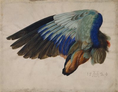 Vinge av en European Roller av Albrecht Dürer