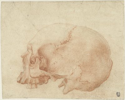 Studie av en skalle av Alessandro Allori